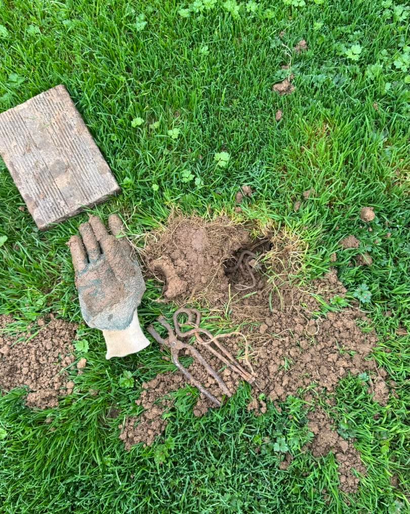 La fin de la saison des frelons et guêpes... Place aux taupes !