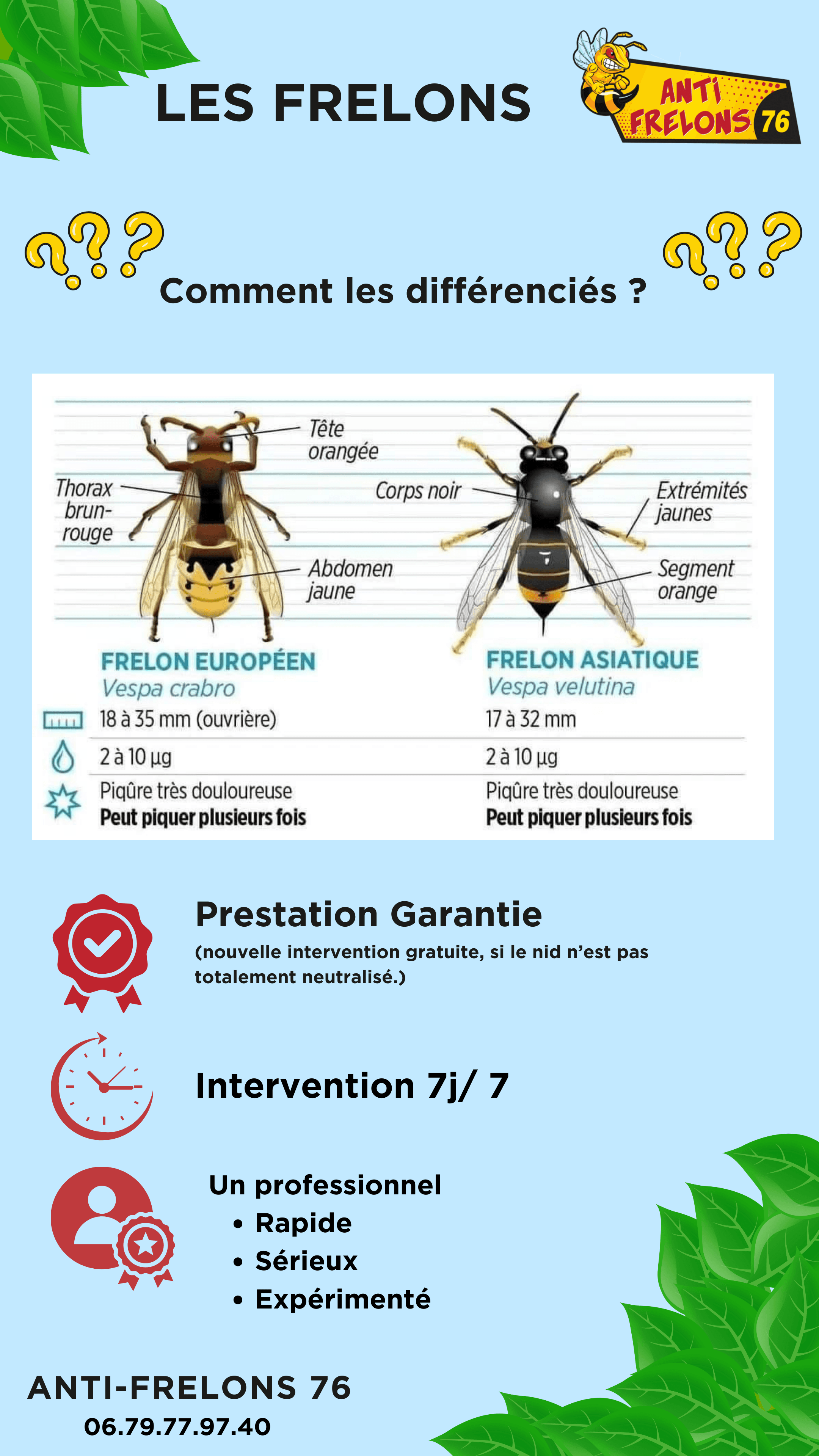 Tout savoir sur les frelons et l'importance de traiter les nids