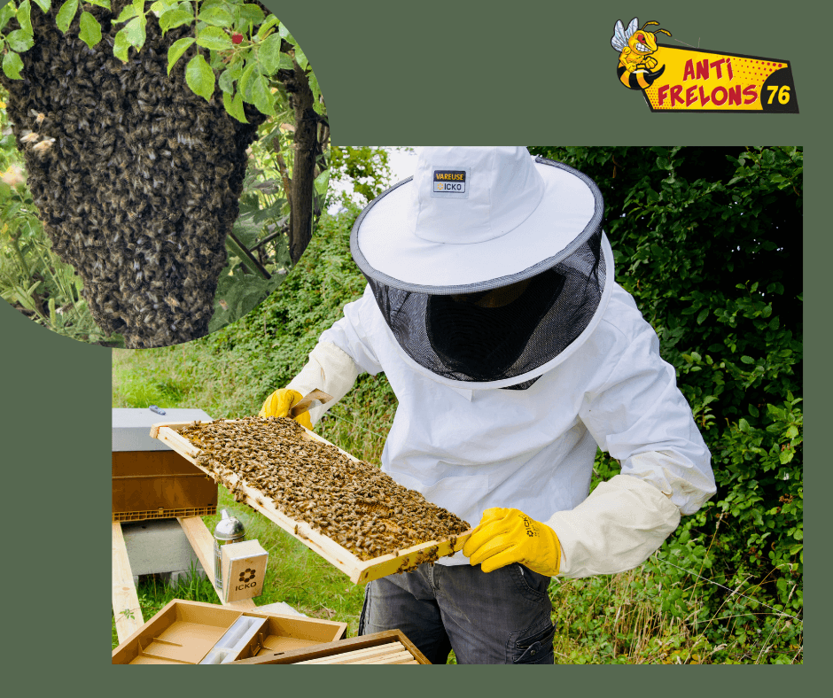 Protéger les abeilles : pourquoi un essaim ne doit jamais être détruit