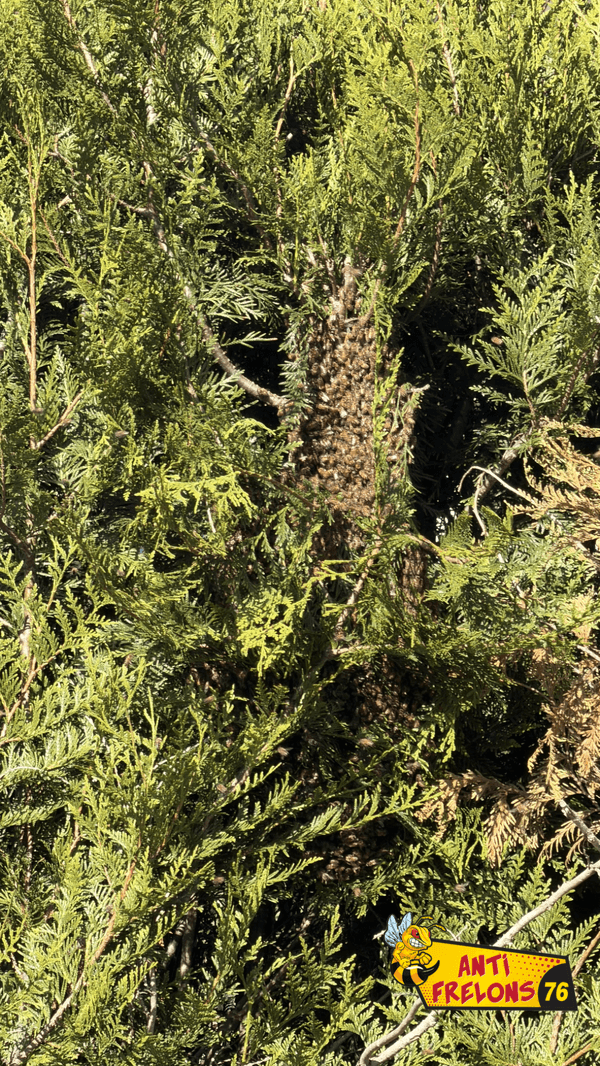 Essaim d’abeilles récupéré : le bon réflexe est d’appeler rapidement